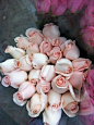 perfect blush roses