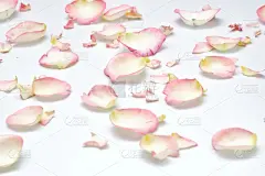 粉色,白色,玫瑰,可爱的,分离着色,背景,选择对焦