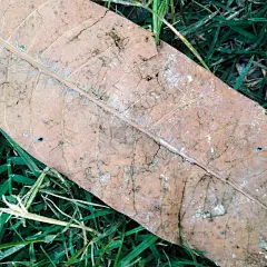 绿色草地上的枯叶