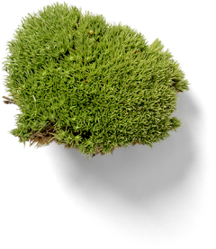 草原迷路采集到植物-免扣