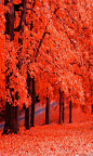 枝头的嫣红，和飘落在草地上的秋黄，都是秋的情绪。淡淡的清愁是它，暖暖的炽烈是它，那轻轻滑落的轨迹，不小心就被凝成了一幅画卷……