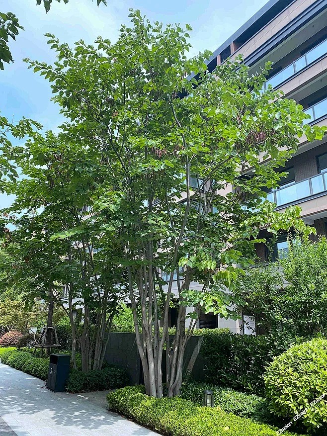 丛生巨紫荆