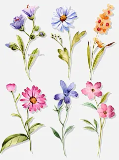 小清新水彩手绘花卉植物套图免抠元素图片大小1024x1369px 图片尺寸970.05 KB 来自PNG搜索网 pngss.com 免费免扣png素材下载！花卉#精品#蓝色小花#手绘#手绘花卉#水彩花卉#小雏菊#小清新#植物花卉#植物元素#装饰图案#