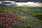 Photograph Spring Emerges - California by Sean O&#x;27Gara on 500px