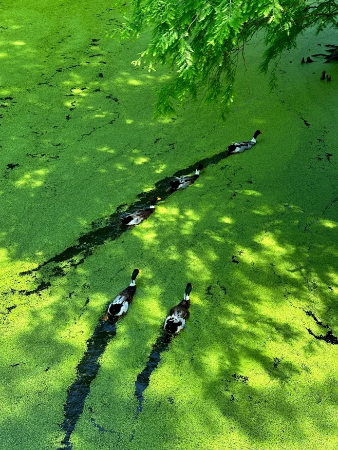 La primavera del pat...