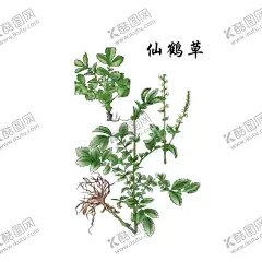 草本植物药材图片 【酷图网】中医,医学,传统,医疗,中药,中草药,药膏,中国风,仙鹤草,创意手绘,水彩中草,中草药植物,花卉本草,药,中草药材,药材,手绘,中医草药,中医药材,中药材,金银花,牛黄,黄连,人参,甘草,薄荷,冬虫夏草,丁香,药材插画,线稿,素描,手绘药材,手绘中药,草本,草药插画,手绘植物,免扣,PNG,素材