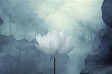 禅意莲花，清净无染，是意境也是心境。| ...