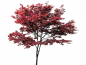 红枫2