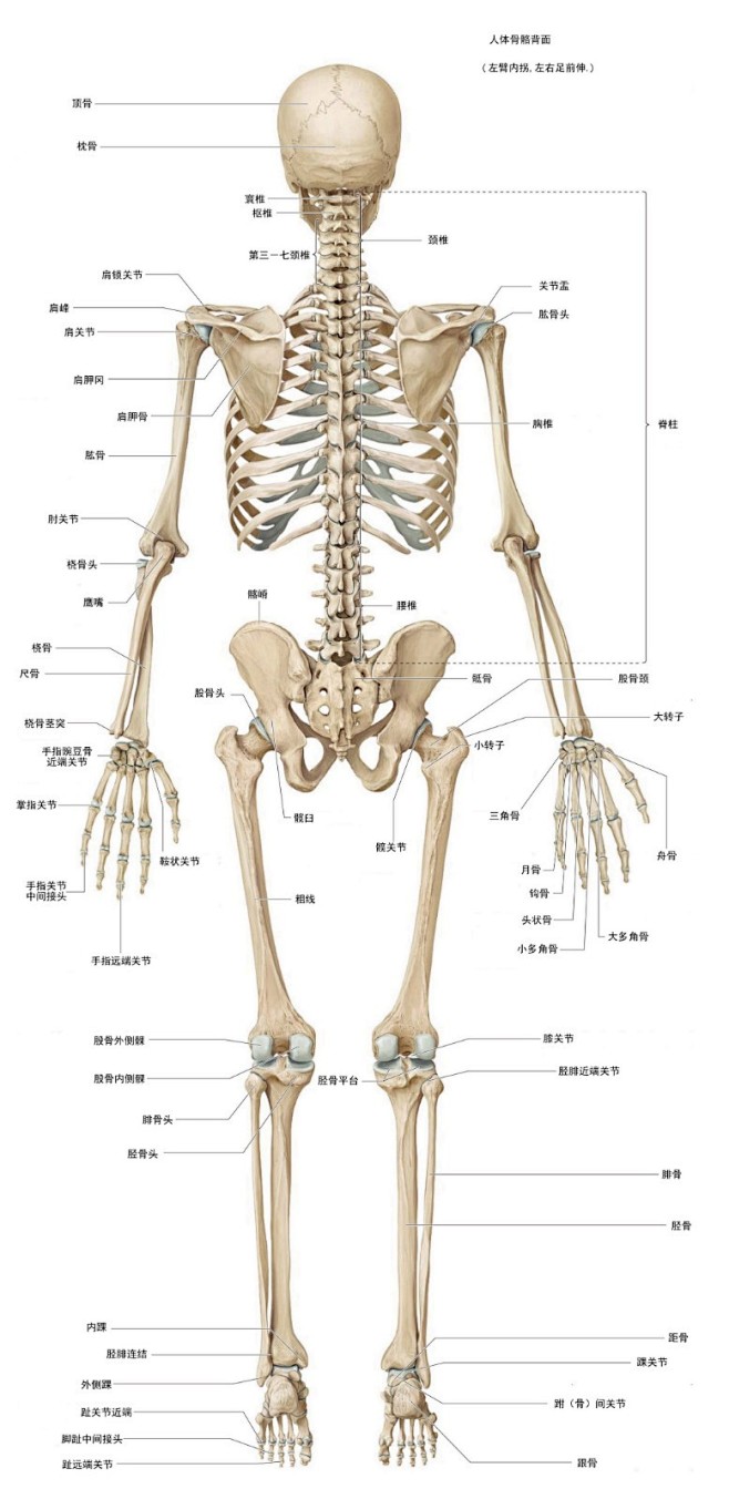 人体骨骼背面高清图图片