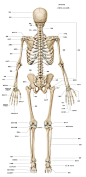 人体骨骼背面名称高清图片