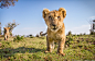 Lion Cub