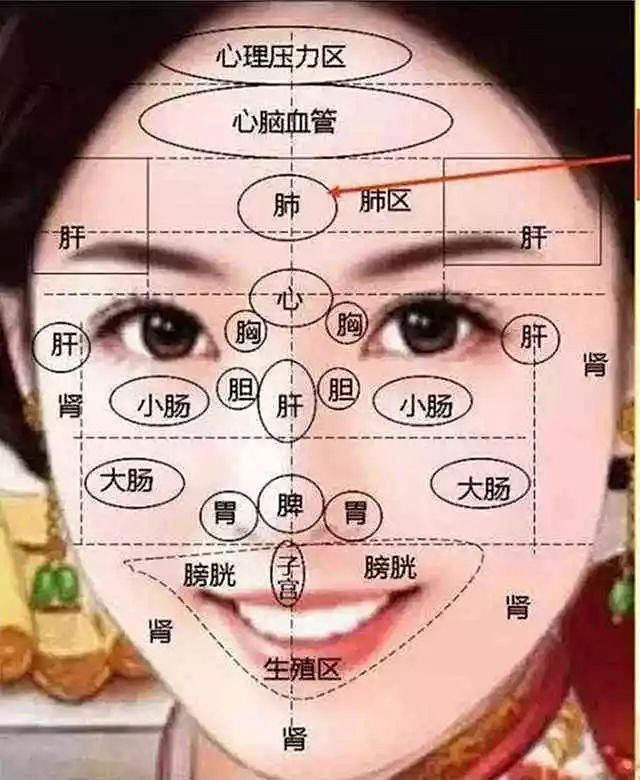 面部反射区 面部和脏腑的关系 道家养生网