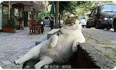 因为接了 爱猫之城(伊斯坦布尔的猫）@纪录电影爱猫之城 的海报工作
最近看资料看到这只叫Tombili的猫，虽然对于它去猫星有些遗憾，但是感觉还是有些暖~ ​​​​