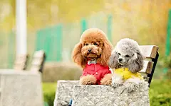 泰迪狗狗图片大全电脑高清桌面壁纸！