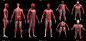 肌肉解剖男性多姿势黑色地板隔离3d渲染