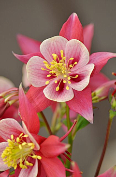 Amaranth2003采集到耧斗菜 Aquilegia