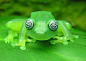 玻璃青蛙 - 華麗的動物！