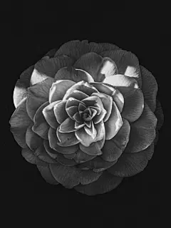 玫瑰花高清摄影素材