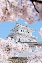 In spring, the cherry blossoms frame the white castle of Himeji, making it one of the most beautiful sights in Japan.