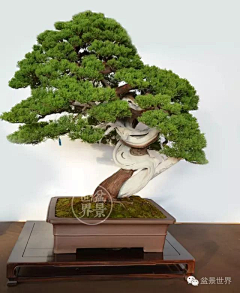 从零开始……采集到【盆景】真柏