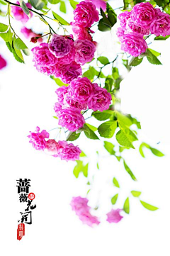 王子虫虫采集到花妆