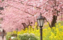 繁星点滴采集到樱花祭