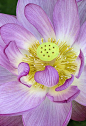 ~~Sacred Lotus lorez by Cindy Dyer~~