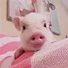 小小小小小小小啊白