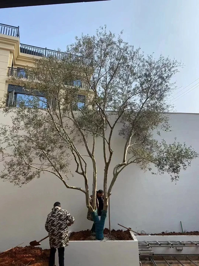 感受一下油橄榄树很美图片_植物选型图片素材-花瓣网