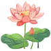 荷花
