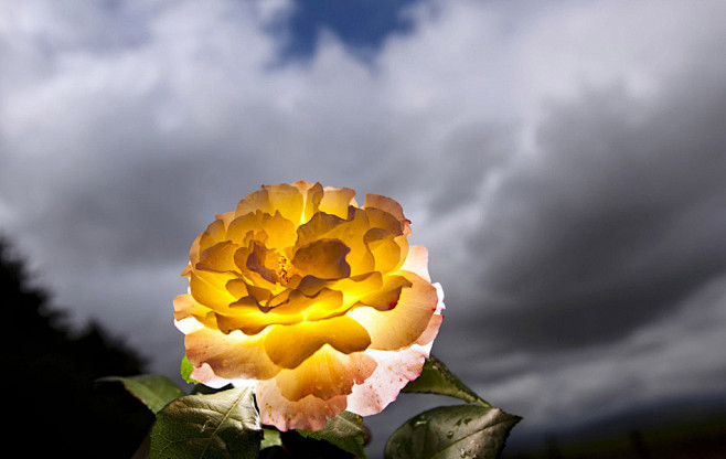 德国巴特诺海姆，一朵绽放的玫瑰被逆光照射...