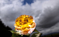 德国巴特诺海姆，一朵绽放的玫瑰被逆光照射，光线透过花瓣。