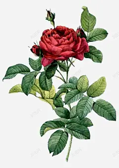 手绘花卉 花型图案 蓝色花型 元素 免抠png 设计图片 免费下载 页面网页 平面电商 创意素材