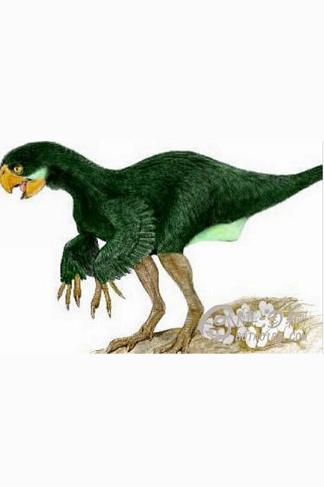 前爪带羽毛的恐龙图片