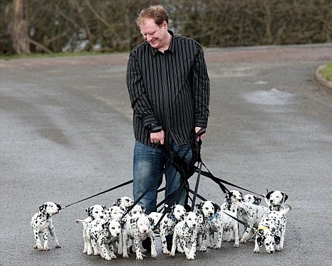 18 Dalmatian Puppies...