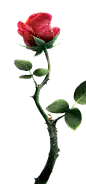 喜提地球：植物 水果