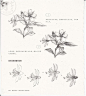 87种花卉线稿草图 花朵线稿 花草铅笔素描教程 XD019