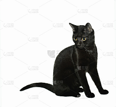 起个名字真的很难*采集到猫