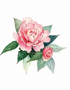 水彩 手绘 绘画 插画 清新 植物 花卉