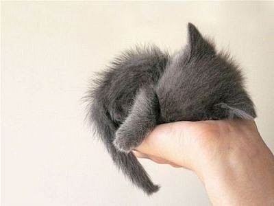 ✟◥、猫、可爱