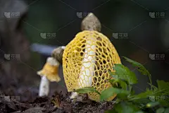 女王蘑菇