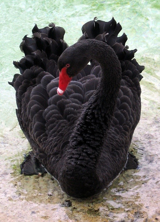  Black Swan
