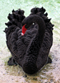 Black Swan