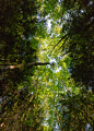 itakephotosofallthethings:
“ It’s Possible (if you look up)
Tiger Mountain, WA
”