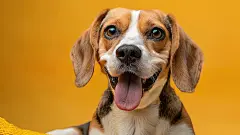 小狗温顺可爱乖巧高清奔跑狗狗调皮活泼