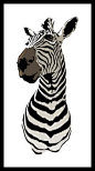 zebra: 