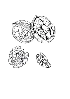 核桃黑白插画  - 源文件下载【酷图网】黑白插画,新疆特产坚果,矢量文件,ai,包装设计,