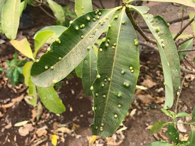 表现为叶瘿木虱(Pauropsylla tuberculata Crawf)症状的学者Alstoni