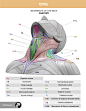 Neck anatomy