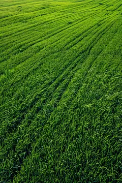 绿麦田自然风景摄影图
